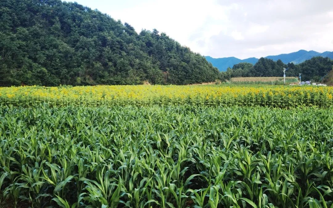 20230904111442788 Ì«Ñô³Ç¹ÙÍø¡¤tyc(Öйú¼¯ÍÅ)ÓÐÏÞ¹«Ë¾