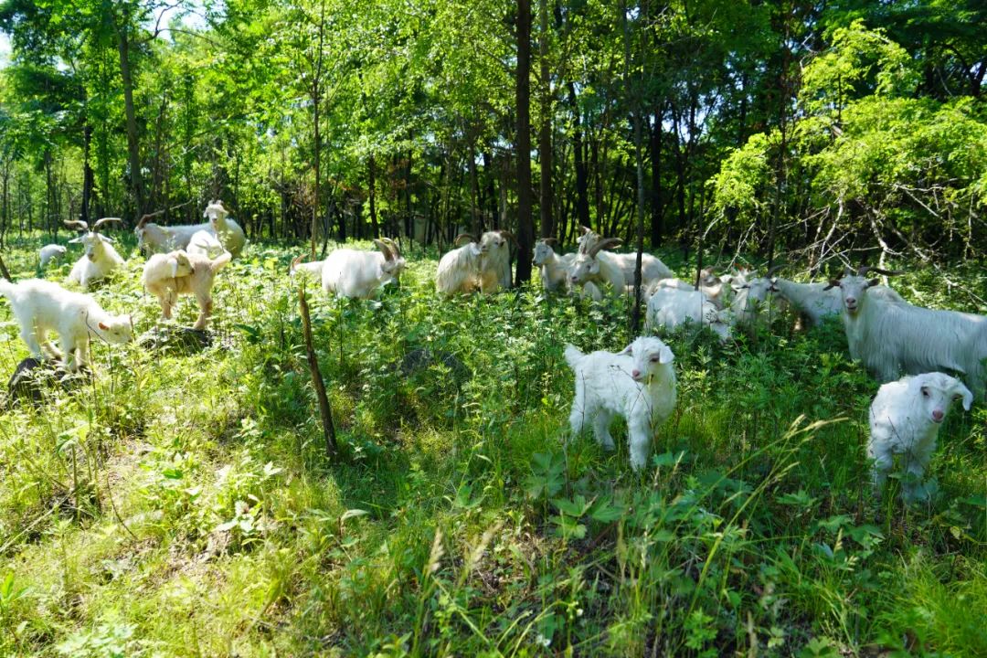 20230904111552375 Ì«Ñô³Ç¹ÙÍø¡¤tyc(Öйú¼¯ÍÅ)ÓÐÏÞ¹«Ë¾